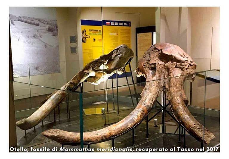 Il cranio fossile del Mammuthus meridionalis situato nel nuovo spazio all'interno del percorso museale