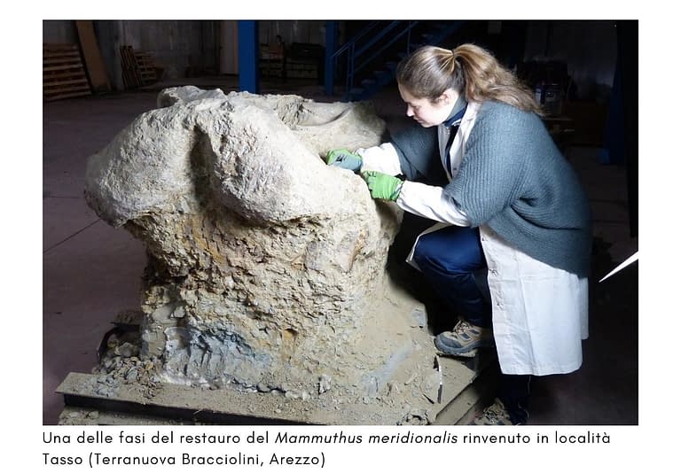 La restauratrice Antonella Aquiloni restaura il cranio fossile di Mammuthus meridionalis nela magazzino di San Giovanni Valdarno